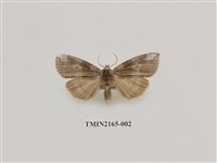 藏品(明斑波紋蛾)的圖片